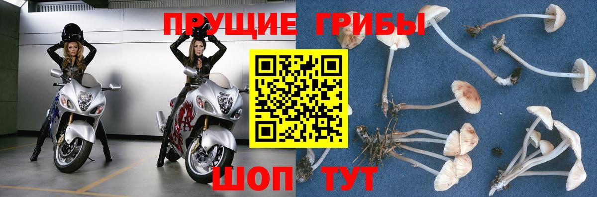 Псилоцибиновые грибы Psilocybe  Вход с VPN  Славгород 